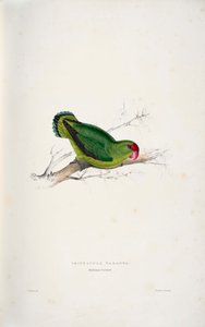 Agapornis taranta af Edward Lear